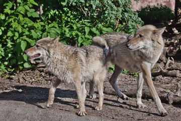 Naklejka na ściany i meble Wolf male and female wolf among green forest, beautiful animals under green trees.