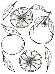 citrus mandarin pattern graphics black and white