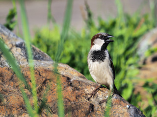 sparrow with open beak on stone, grass stalks in background