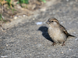 sparrow on a concrete path