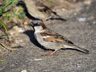 Two sparrows on a concrete path