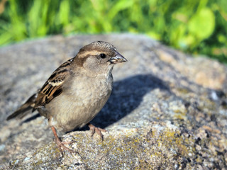 sparrow on stone, grass stalks in background