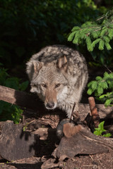Fototapeta premium Gray wolf from a fairy tale about a red cap comes out of a dark green forest thicket