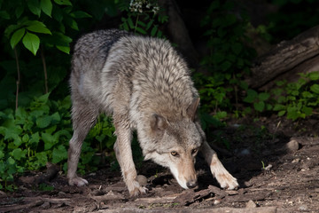 A powerful wolf (female wolf) sniffs the ground on a hunt, a wolf's gaze and a pose. The predatory wild animal is beautifully lit by the setting sun.