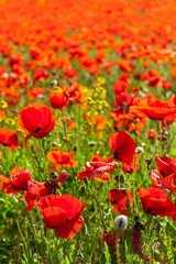 Bright red poppies during spring or summer. Poppy field, meadow or pasture.