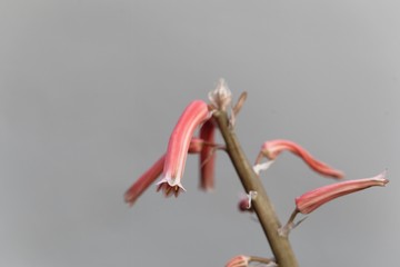 Flowers of a tiger aloe, Gonialoe variegata