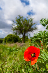 Close up of single bright red poppy during spring or summer in the middle of the field, meadow or pasture.