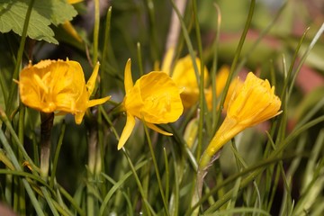 Petticoat daffodil, Narcissus bulbocodium conspicuous