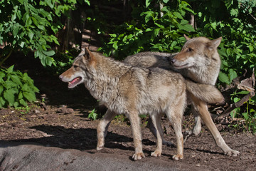 Naklejka na ściany i meble Wolf male and female wolf among green forest, beautiful animals under green trees.
