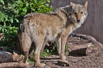 The wolf  stands half-turn against the background of green bushes in the spring forest