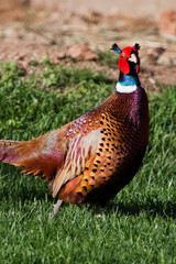 pheasant bird walks on the green grass, the object of hunting and cooking.