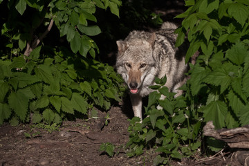 The wolf comes out of the thicket of green forest. a predatory animal