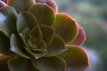 Aeonium succulent plant rosette with green to pink and yellow leaves close-up