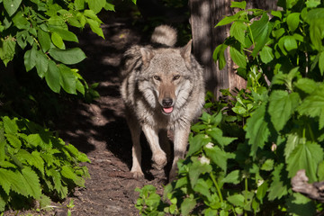 The wolf comes out of the thicket of green forest. a predatory animal