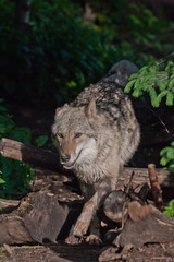 A powerful wolf (female wolf) emerges from the green thicket of a dark summer forest. The predatory wild animal is beautifully lit by the setting sun.