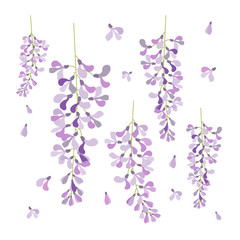 wisteria flower , beautiful flower with purple white and pink
