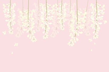 Fototapeta na wymiar wisteria flower , beautiful flower with purple white and pink