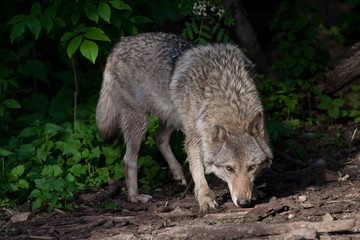Naklejka na ściany i meble A powerful wolf (female wolf) sniffs the ground on a hunt, a wolf's gaze and a pose. The predatory wild animal is beautifully lit by the setting sun.