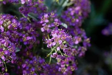 Pink flowers of Alyssum spinosum