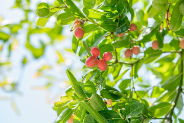 The fruit of Bengal-Currants, Carandas-plum, Karanda on the tree