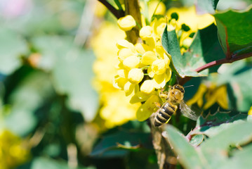 bee on flowers Mahonia holmbalia and leaves
