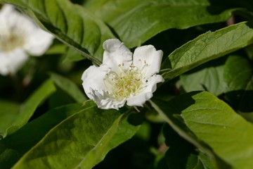 Flowers of a medlar, Mespilus germanica