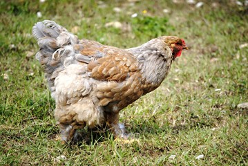 Poule
