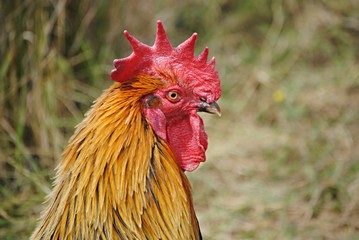 Coq