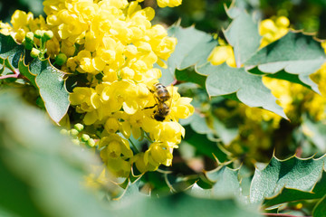 bee on flowers Mahonia holmbalia and leaves