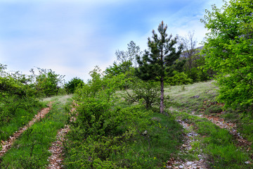 A pine tree between two pathway on the hill
