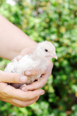 Woman farmer holding a little chicken in her hands against the background of grass. Farm birds, cubs.