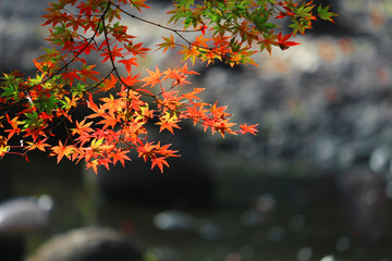 A view of a Japanese garden with reddish maple leaves and a pond