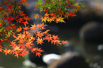 A view of a Japanese garden with reddish maple leaves and a pond