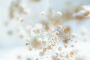 White flowers gypsophila close up