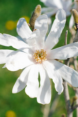 White magnolia cobus flowers bloom in the garden, close up