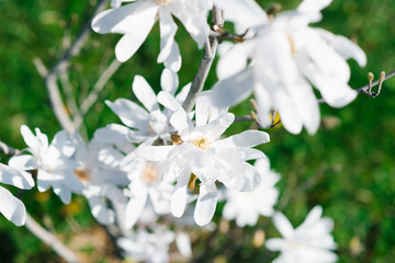 White magnolia cobus flowers bloom in the garden