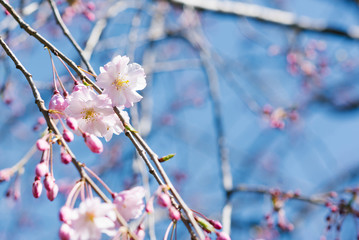 Naklejka premium pink sakura or plum flowers in spring on a branch against the blue sky
