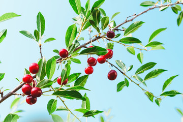 Ripe cherry against the blue sky