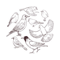 Hand drawn birds . Vector sketch  illustration.