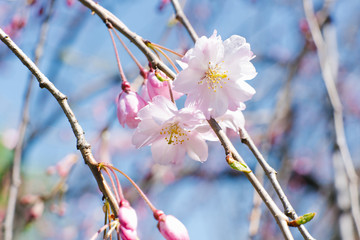 pink sakura or plum flowers in spring on a branch against the blue sky