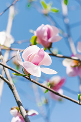pink magnolia flowers on a branch against a blue sky in spring