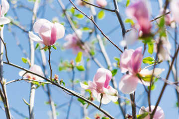 pink magnolia flowers on a branch against a blue sky in spring