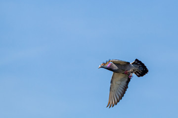 Pigeons over house