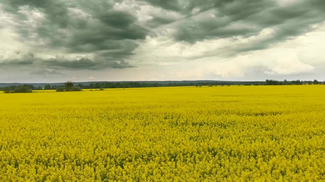flying over field of yellow blooming rape nature aerial nature mood cloudly weather