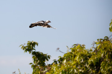 Pigeons over house