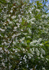 Bird cherry closeup. Bird-cherry tree in spring.