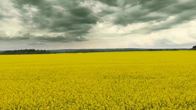 flying over field of yellow blooming rape nature aerial nature mood cloudly weather