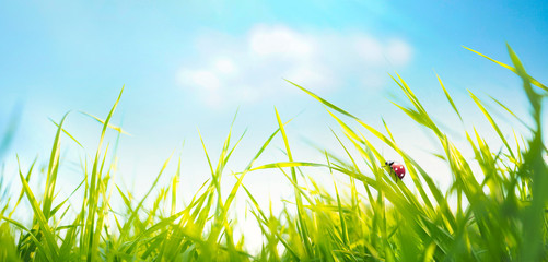 Spring summer background with fresh green tall grass in wind and ladybug against a blue sky in nature, close-up macro. Wide format, copy space.