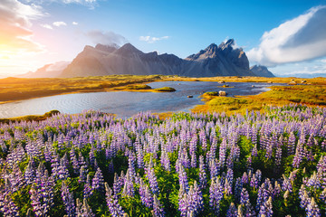 Beautiful view of lupine flowers on sunny day. Location Stokksnes cape, Vestrahorn, Iceland, Europe.