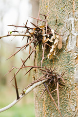 Spines on the trunk of a tree Gledichiya three-blade